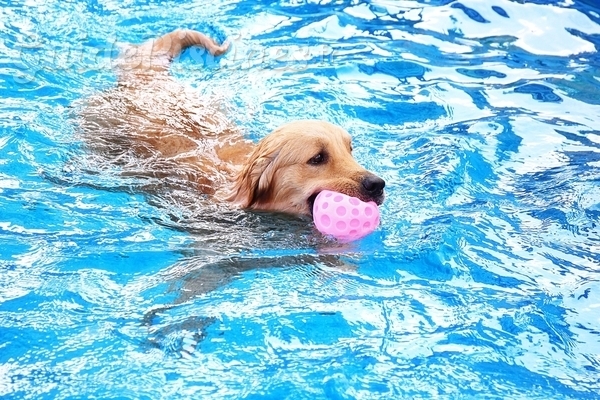 Mon chien peut-il aller dans ma piscine ?