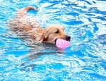 Mon chien peut-il aller dans ma piscine ?