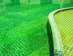 Nos astuces contre une piscine qui vire au vert