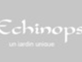 Echinops - Piscines et Spas